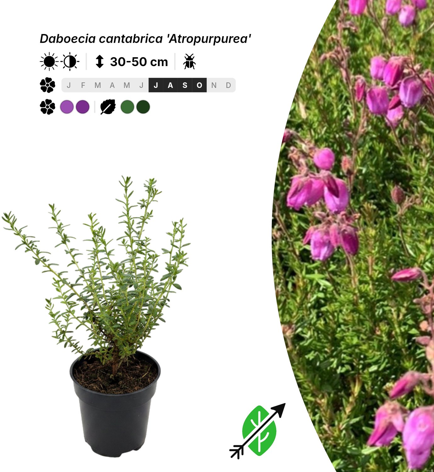 Singleplants - 6x Daboecia cantabrica 'Atropurpurea' - Pot P9,5 - bodembedekker - in bloeiperiode