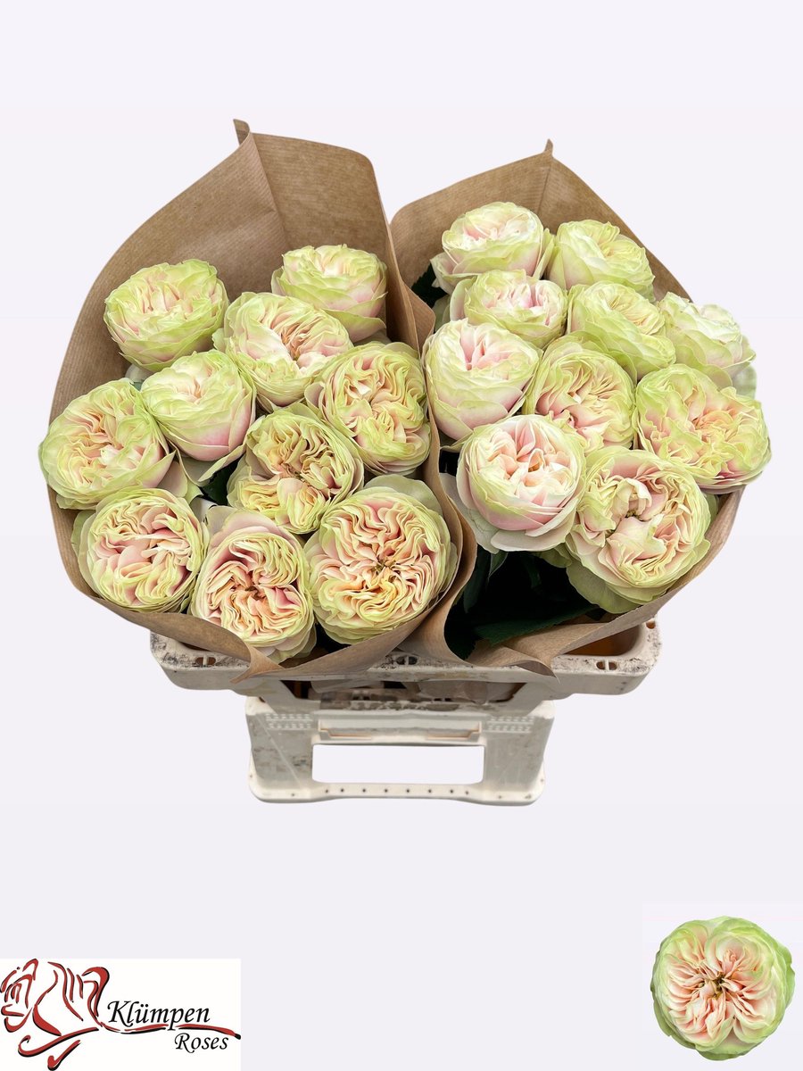 10x Rosa nira gardens! 50cm