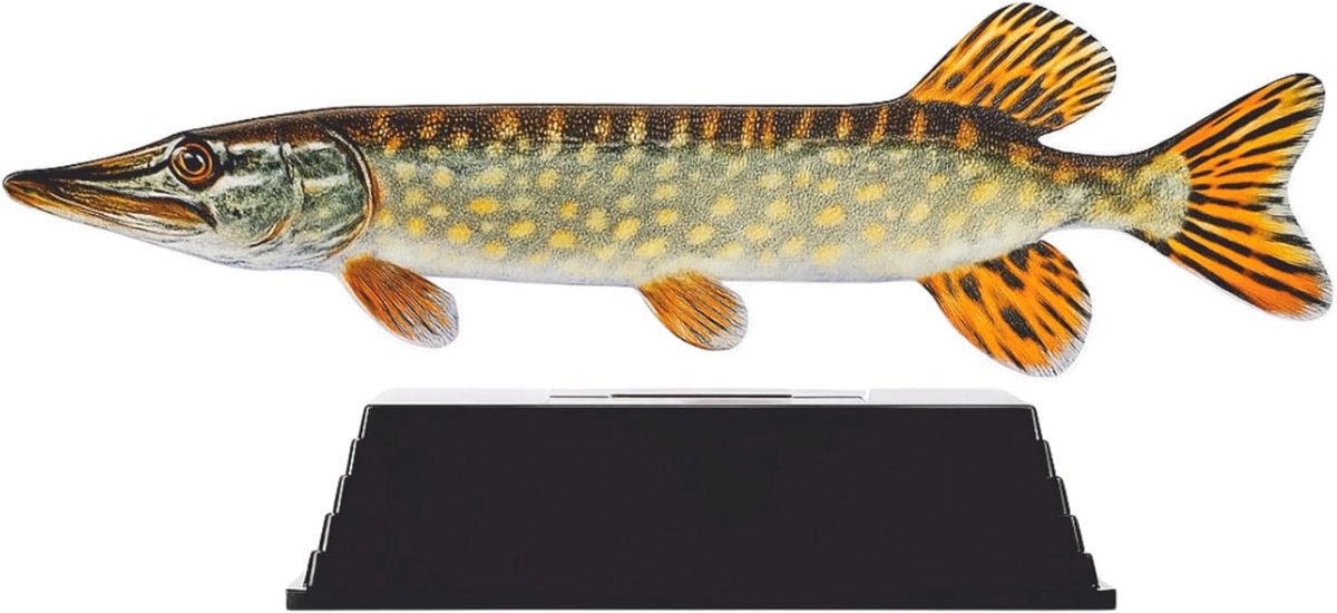 Fish Trofee Snoek 17 cm Vis Prijs Roofviswedstrijd Viswedstrijd Fish Trophy Vistrofee Visprijs