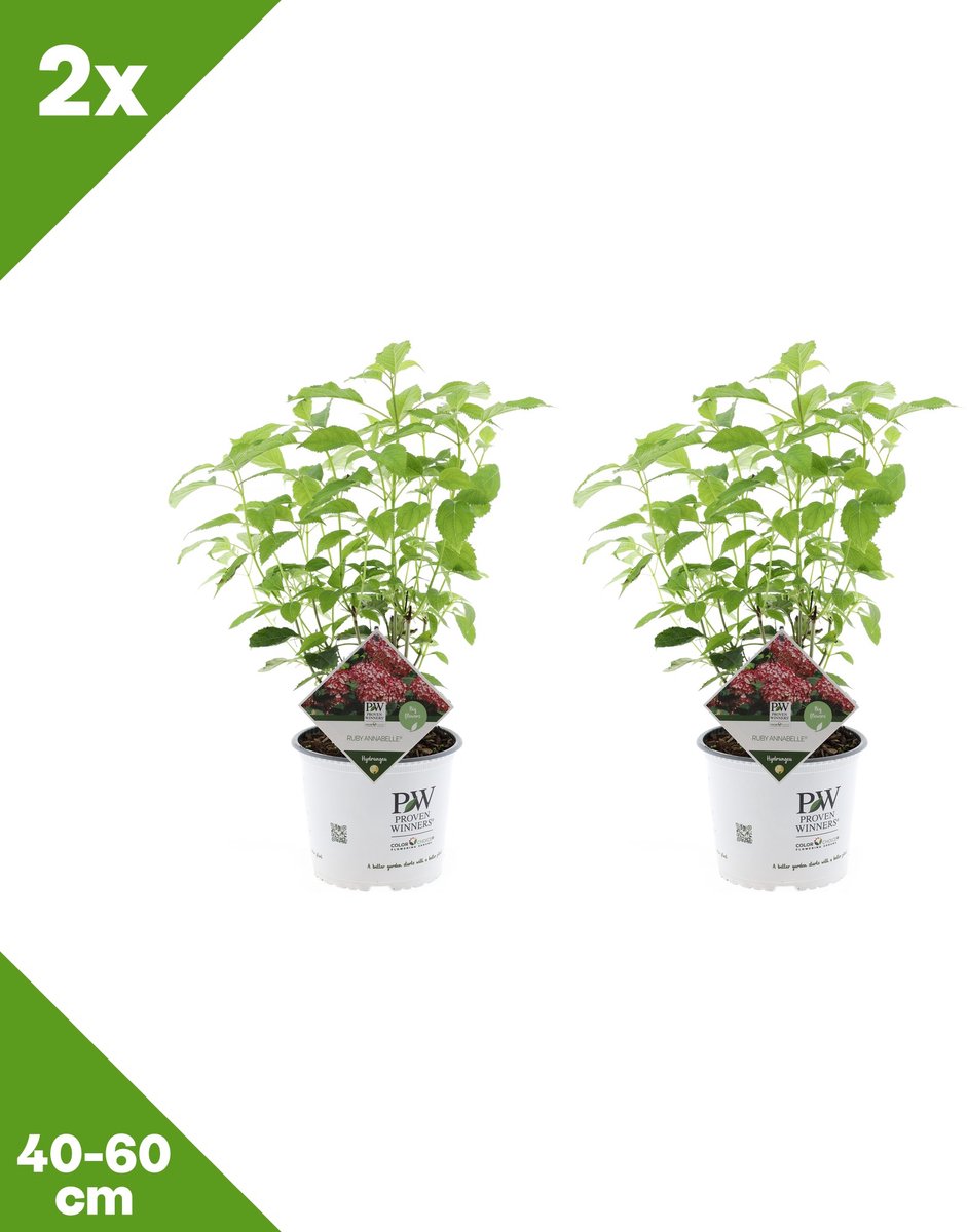 GARDENZO - Hydrangea arborescens 'Ruby Annabelle' (Bolhortensia) x 2, P19, 40-60 cm - Winterhard