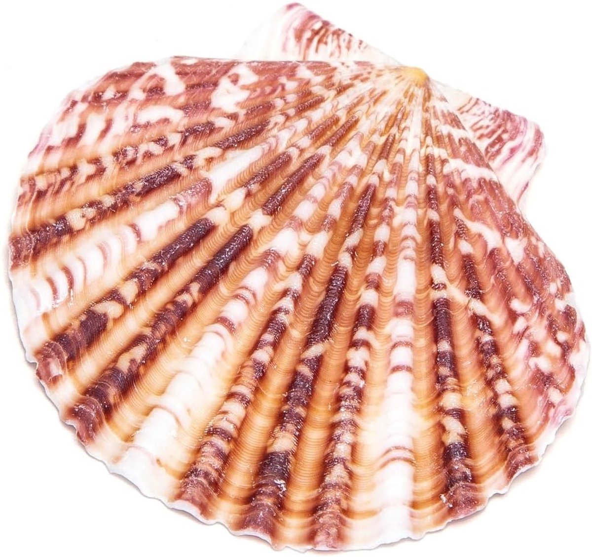 schelpen van sint-jakobsschelpen, natuurlijk, gesorteerd in grootte, subtiele kleuren, ideaal voor knutselen, decoreren en knutselen.