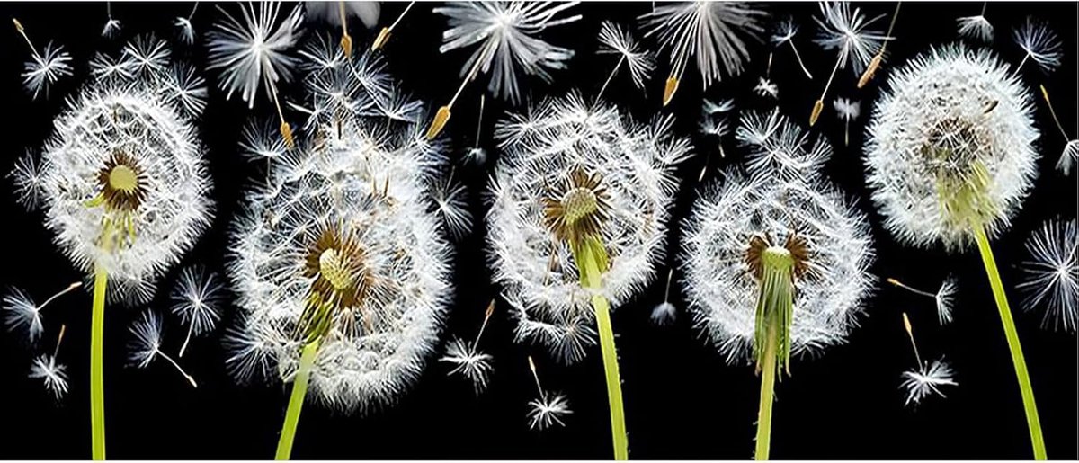 Diamond Painting Paardenbloem, 110 x 50 cm, groot, XXL, diamond painting, bloemen, schilderen op nummer, paardenbloem, cadeau voor knutselfans en volwassenen, knutselen, voor beginners