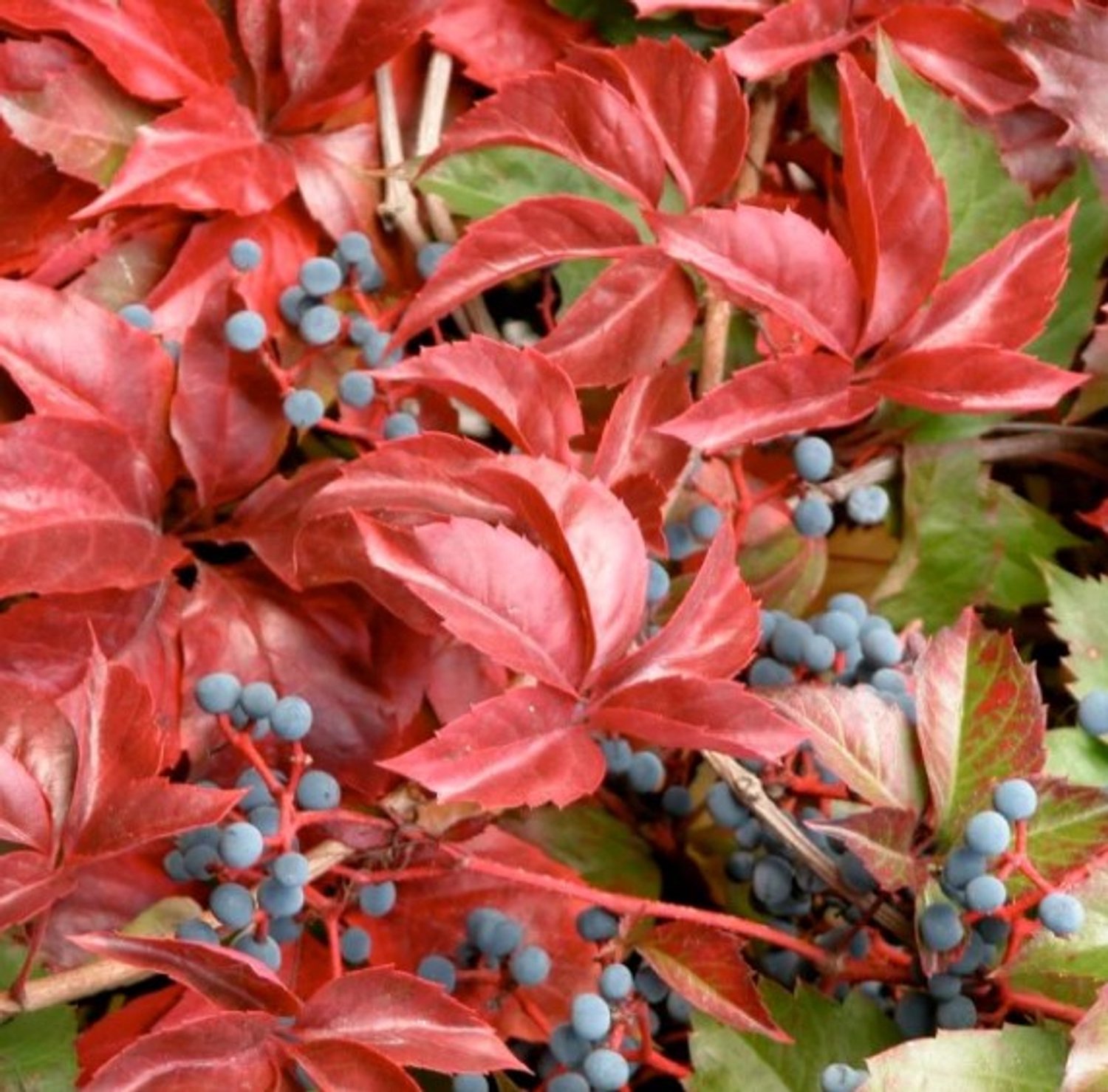 Wilde wingerd (Parthenocissus) - Quinquefolia Engelmannii - Vijfbladige Wingerd - Vaste planten - Klimplant