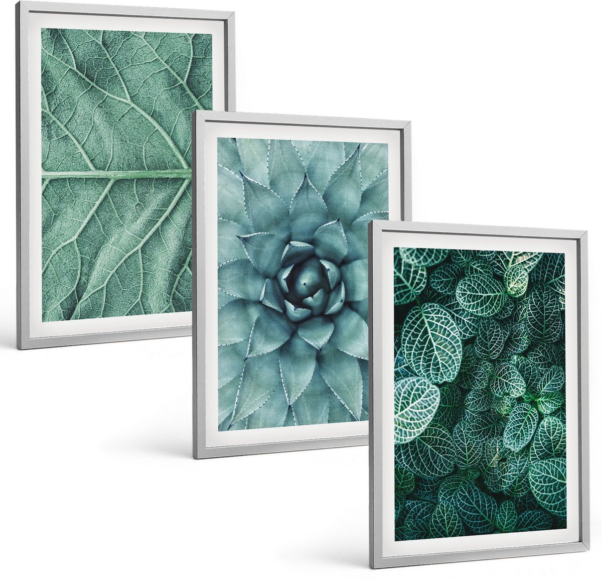 Coloray 3-Delige Schilderij Set - Close-Ups Van Planten, Bladeren En Vetplanten - 40 x 60 cm - Moderne Wanddecoratie - Woonkamer - Decoratieve Schilderijen