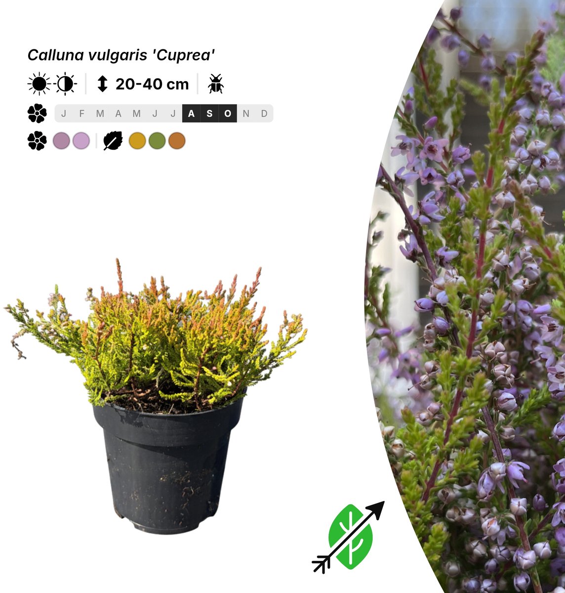 Singleplants - 20x Calluna vulgaris 'Cuprea' - Pot P9,5 - bodembedekker - in bloeiperiode