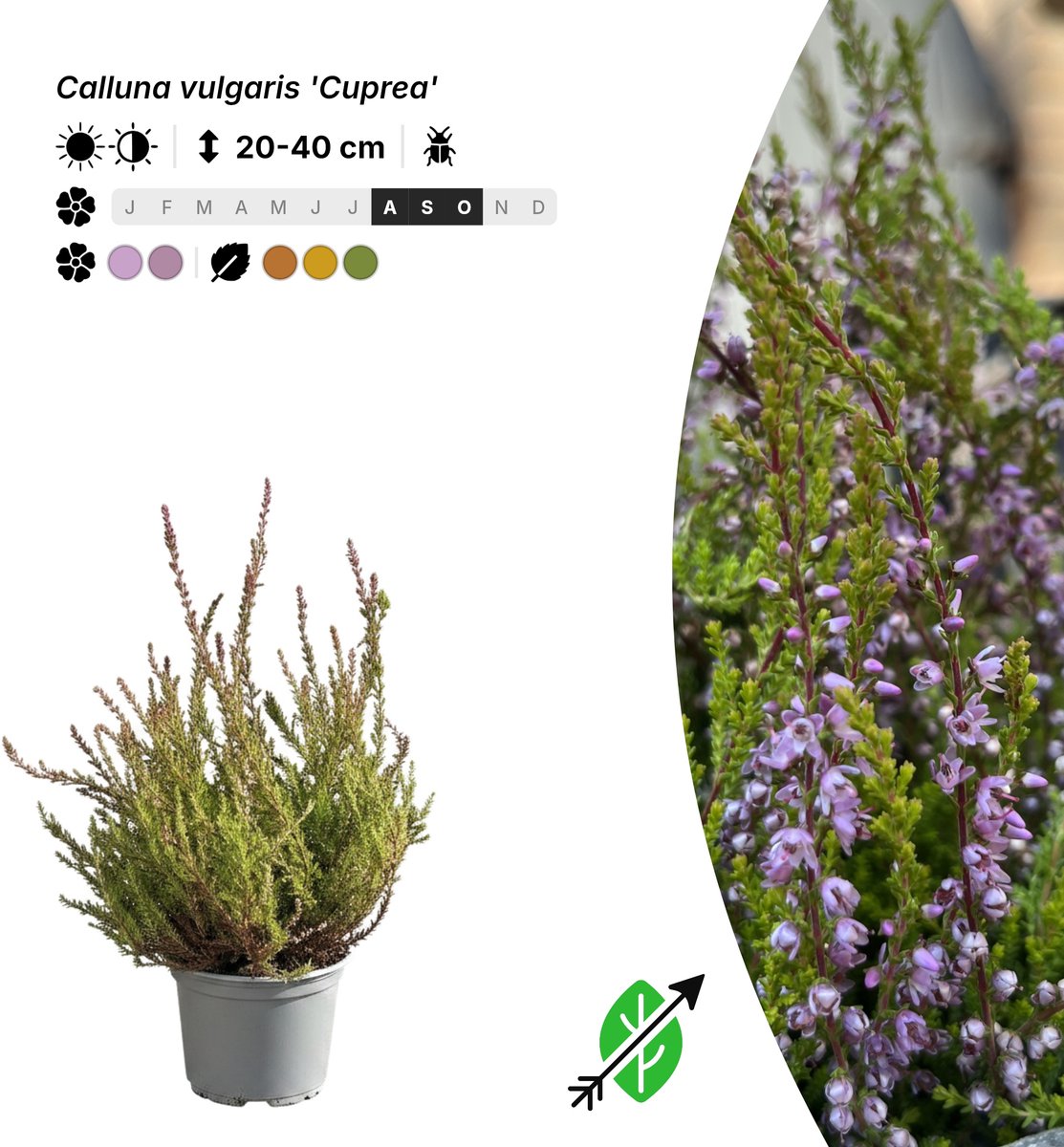 Singleplants - 6x Calluna vulgaris 'Cuprea' - Pot P10,5 - bodembedekker - in bloeiperiode