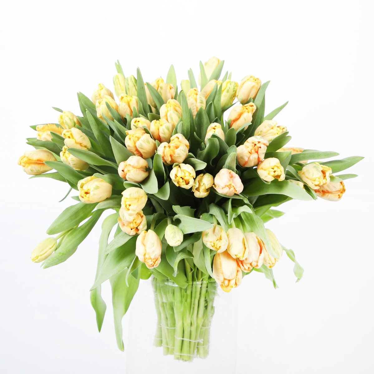 50x Tulipa apricot parrot pa 40cm