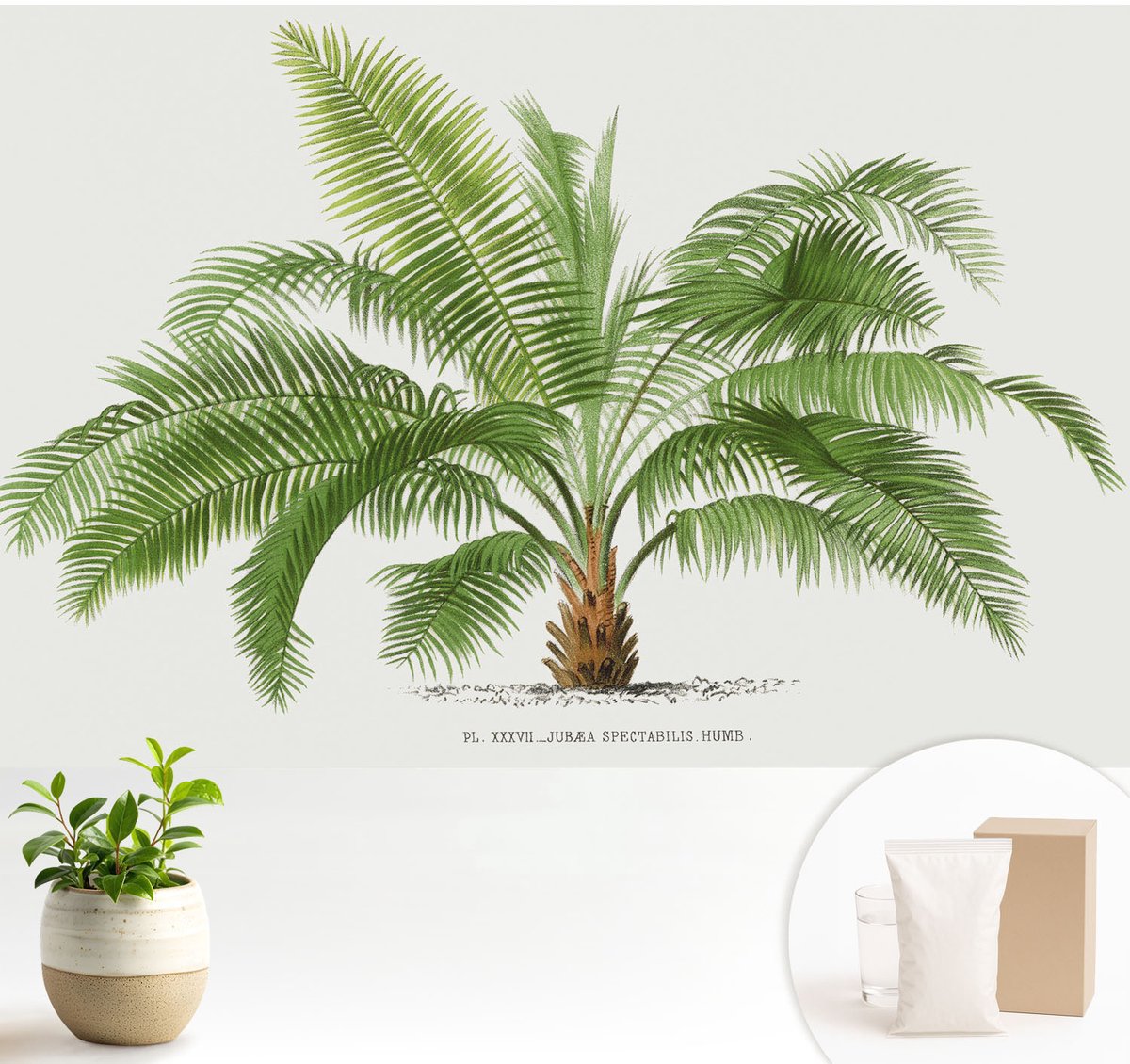 Wallfluent Fotobehang - Groente Vliesbehang - 104x70 cm - Glanzende Palmboom Fotobehang Vlies - Hal behang Bloemen En Planten - Muurschildering - Hal behang