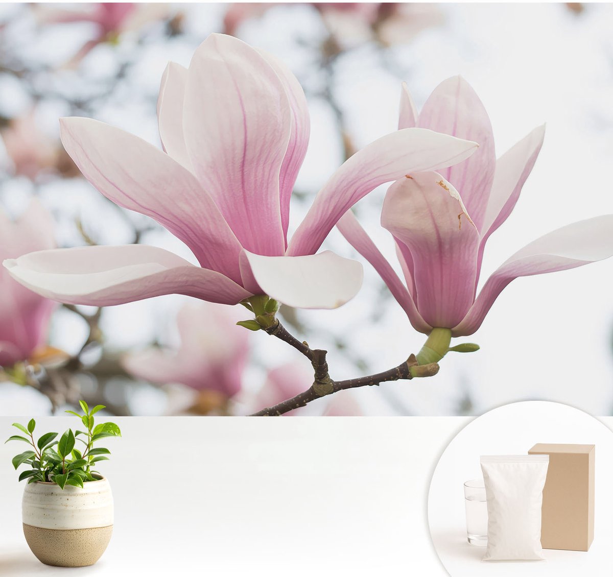 Wallfluent Fotobehang - Roze Vliesbehang - 104x70 cm - Magnolia Bloemen Fotobehang Vlies - Woonkamer behang Bloemen En Planten - Muurschildering - Hal behang