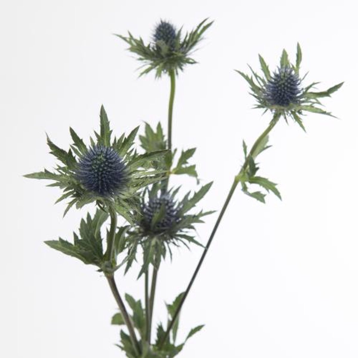 10x Eryn.aquarius questar 60cm