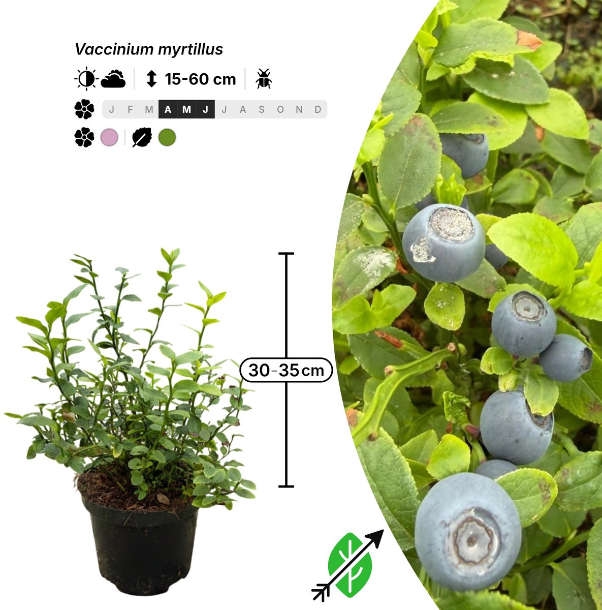 Singleplants - 3x Vaccinium myrtillus - Pot C1.5 - bodembedekker - winterhard tot -35°C