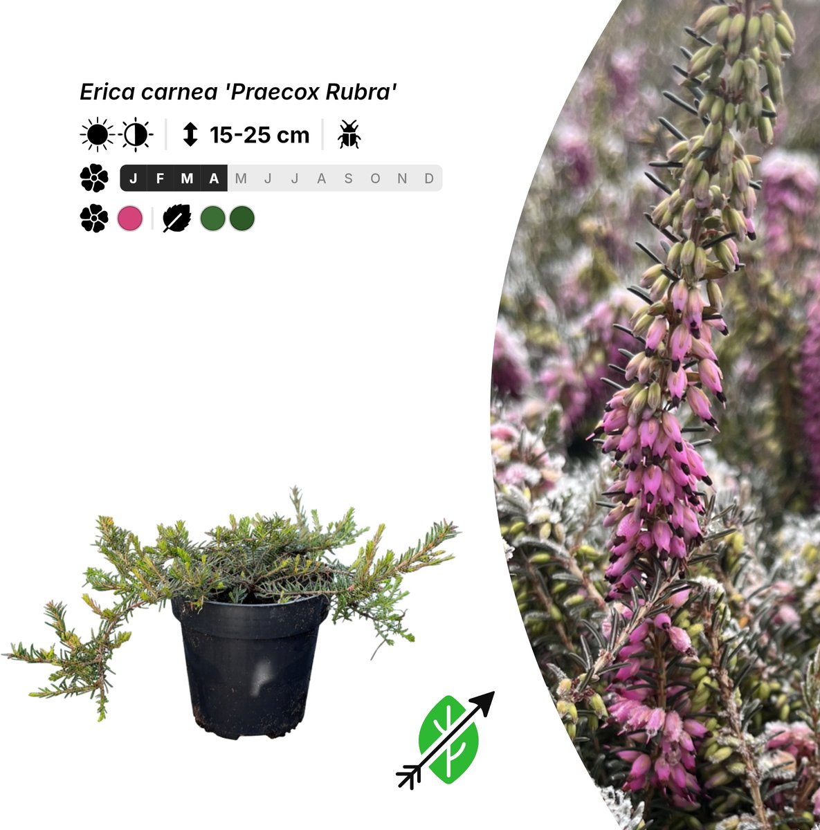 Singleplants - 6x Erica carnea 'Praecox Rubra' - Pot P9,5 - bodembedekker - winterhard tot -30°C