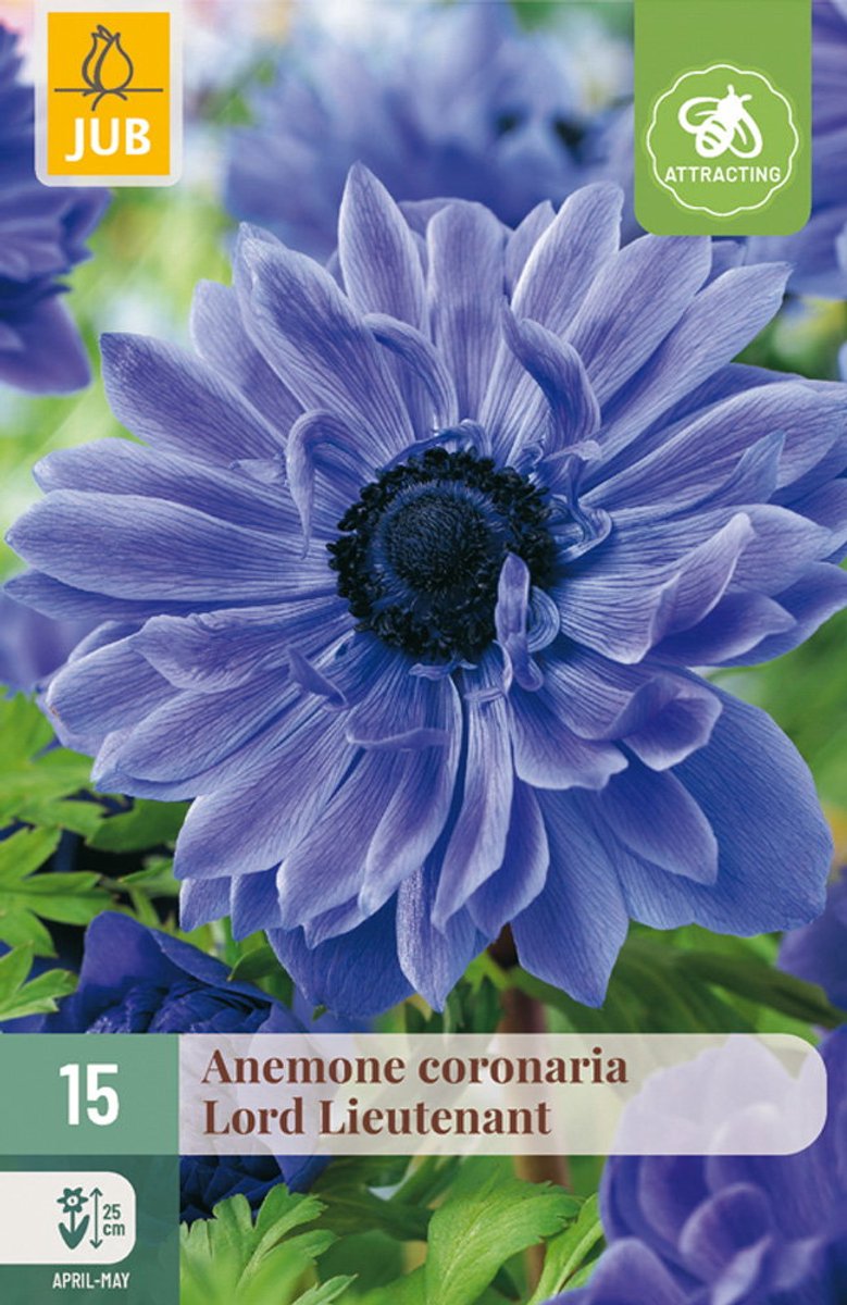 Anemone cor. Lord Lieutenant bloembol JUB 15 stuks