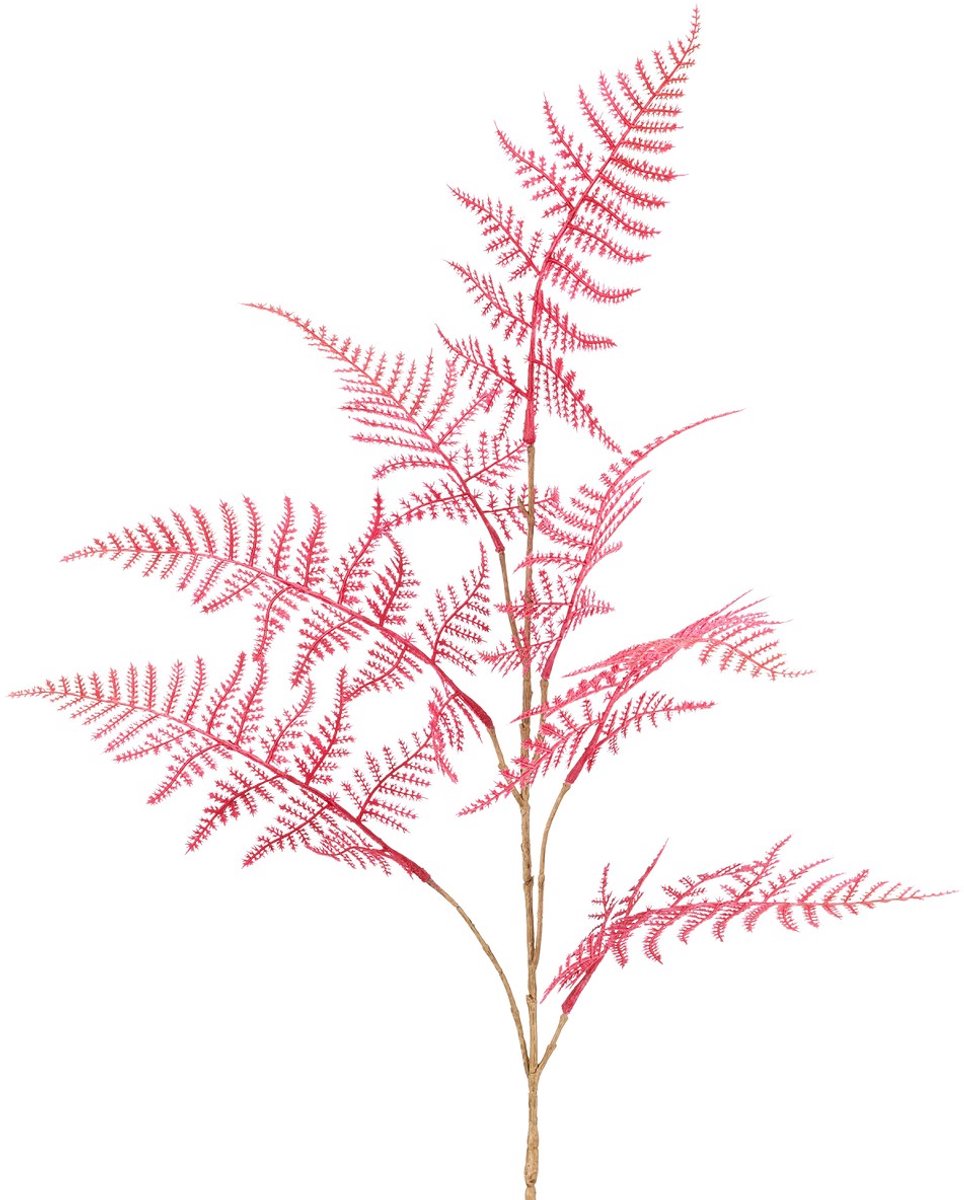 Gasper Sierasperge Asparagus Plumosus Roze 87 cm