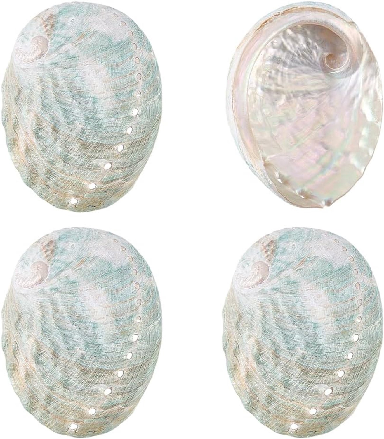 Abalone shells set van 4 - 5 tot 7 cm - zeegroene schelpen - ideaal als wierookhouder - Vemera