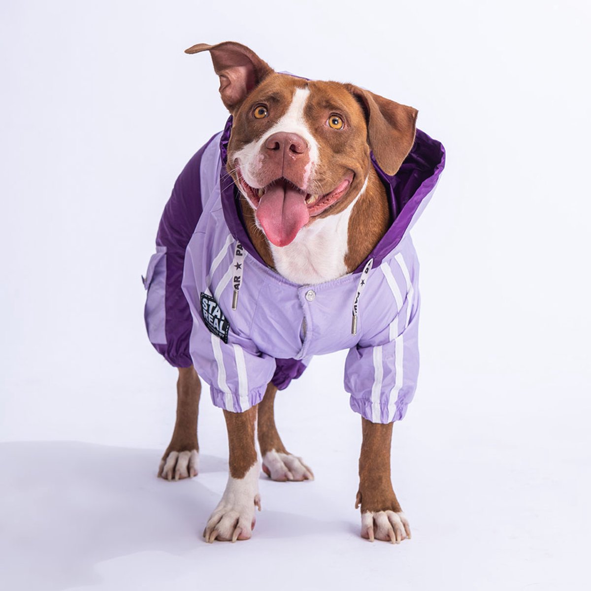 Pawstar BiColor Big - Hondenoverall - Lila/Paars - 3XL