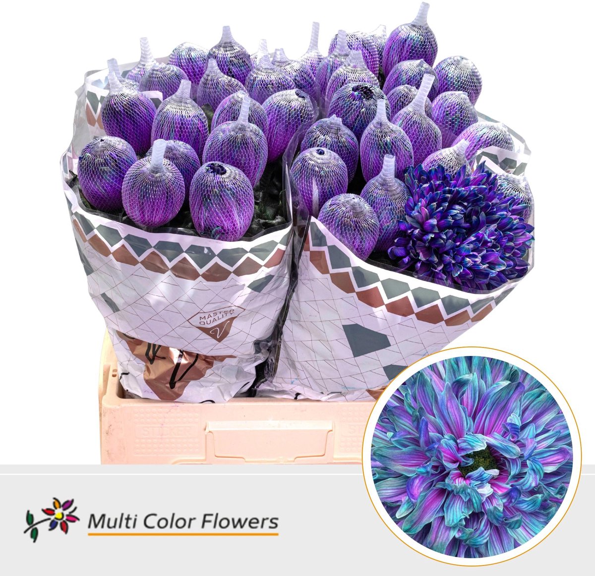 10x Chrysant antonov milky way 70cm