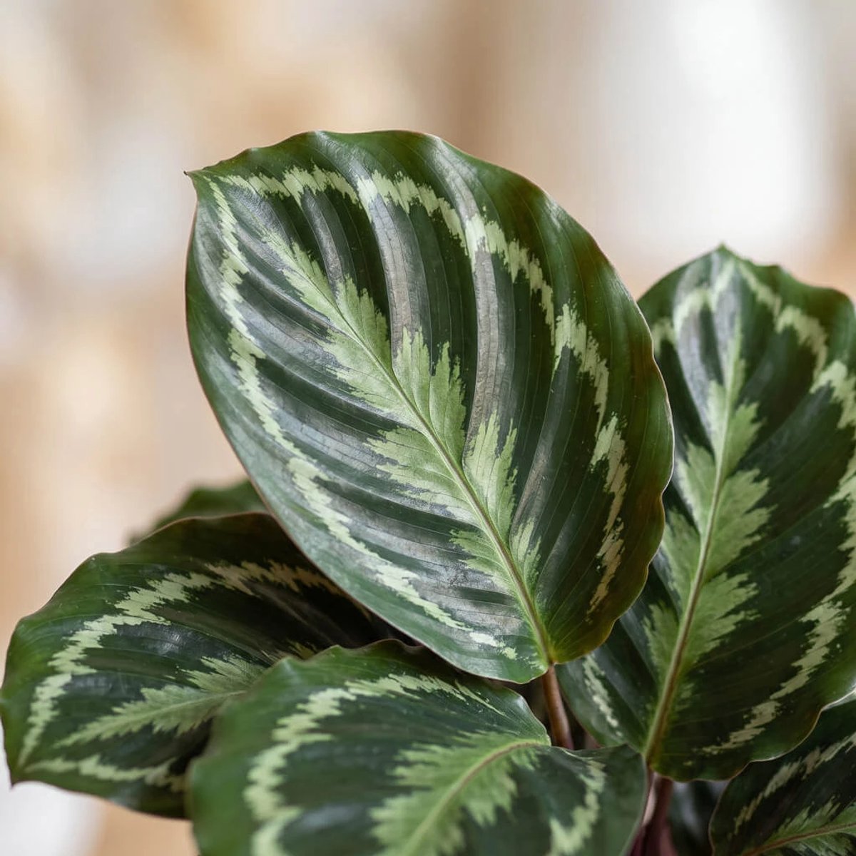 Calathea Medaillon (Paauwenplant) - Ø19cm - 75cm