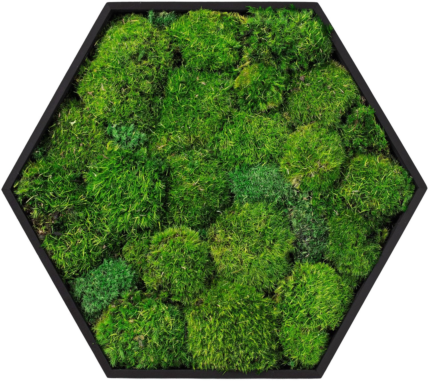 ECD Germany Mosschilderij geconserveerd bolmos hexagonaal 38x34 cm interieur wanddecoratie van natuurlijk 3D mos en houten frame, onderhoudsvrij, decoratieve kunst voor huis en kantoor