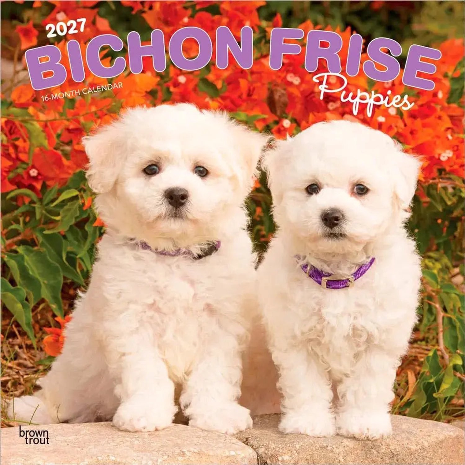 Bichon Frise Puppies Kalender 2027