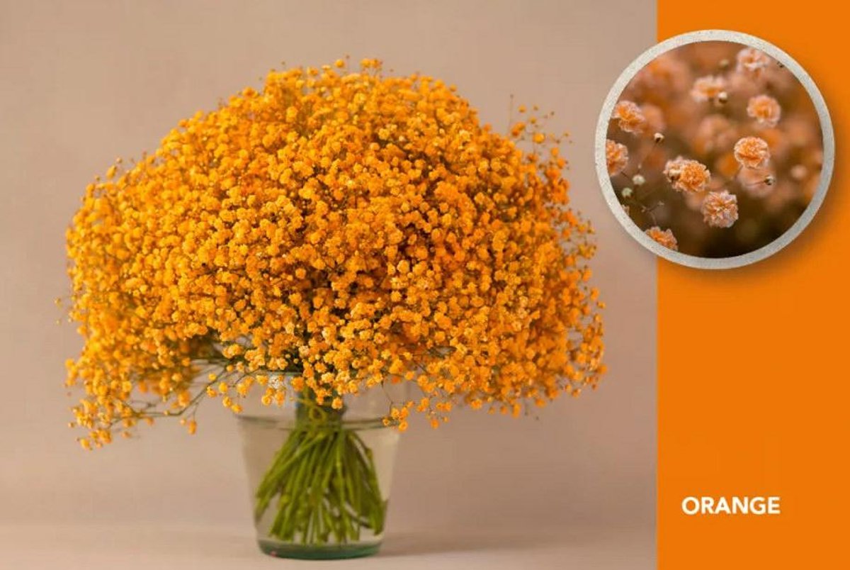 25x Gipskruid xlence oranje 80cm