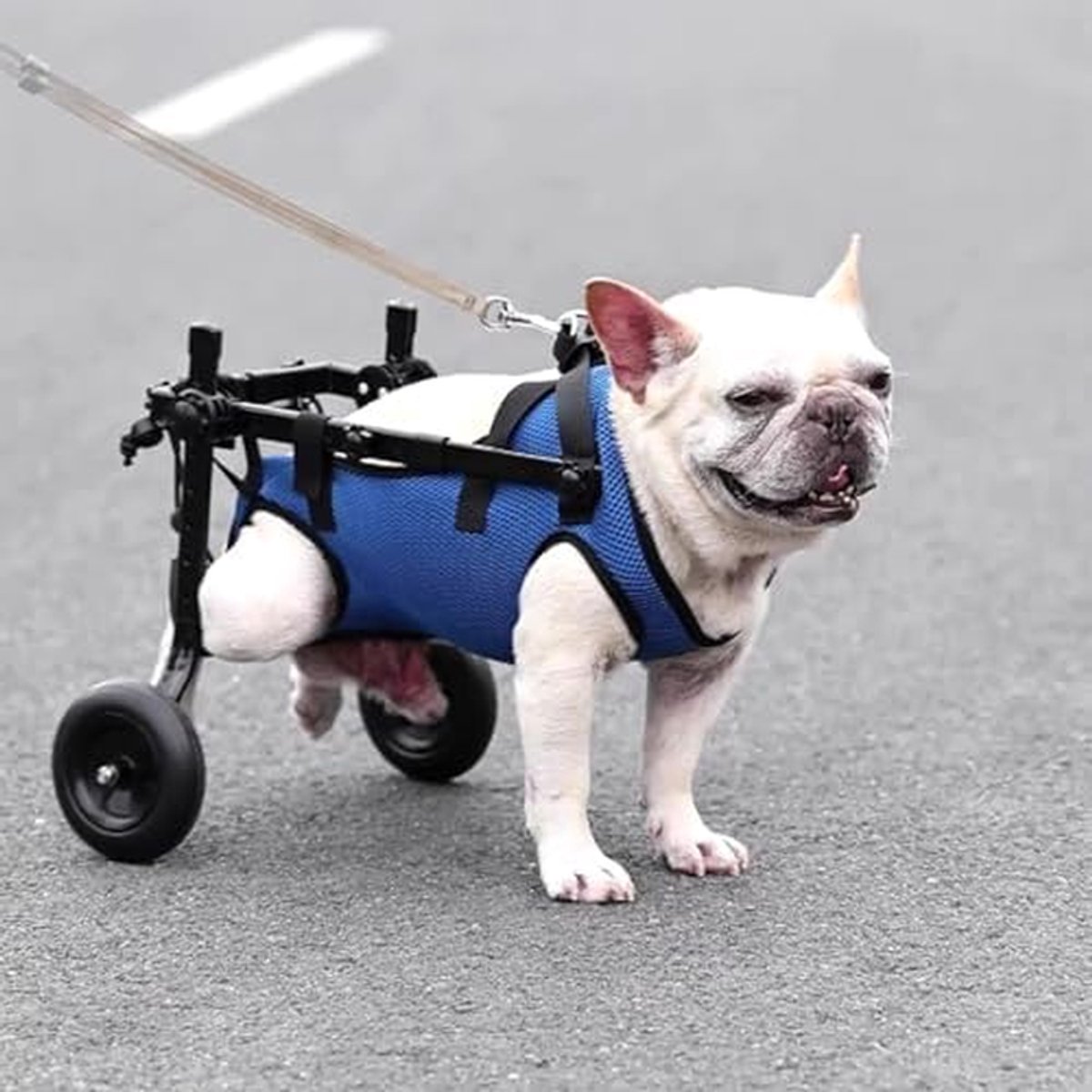 Hondenrolstoel Achterpoten - Huisdier Mobiliteitshulp - Ondersteuning Honden - Verstelbaar Ontwerp - Voor Kleine Honden - Zwart