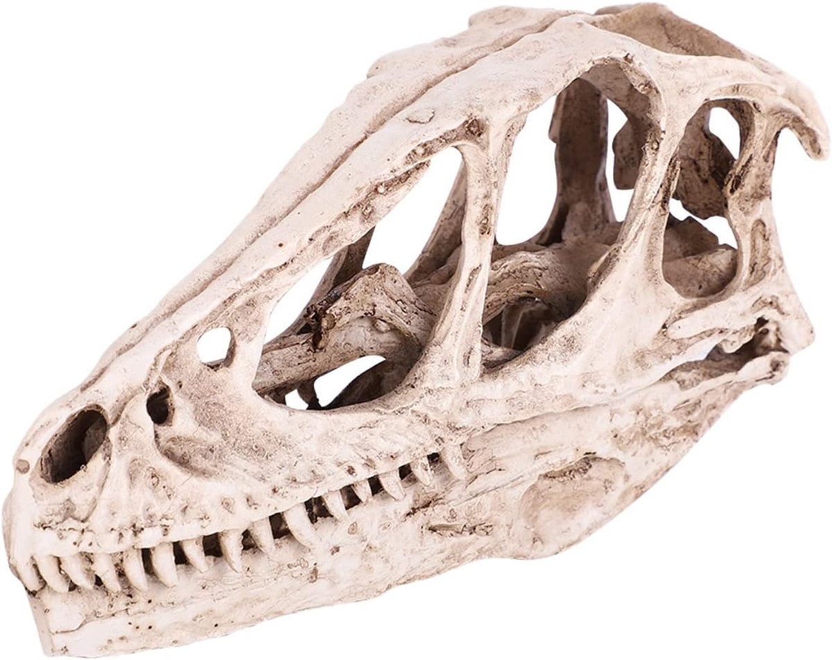 Realistisch Dinosaurusschedel Model van Hars voor Educatieve Decoratie en Thuis- of Kantoorinrichting