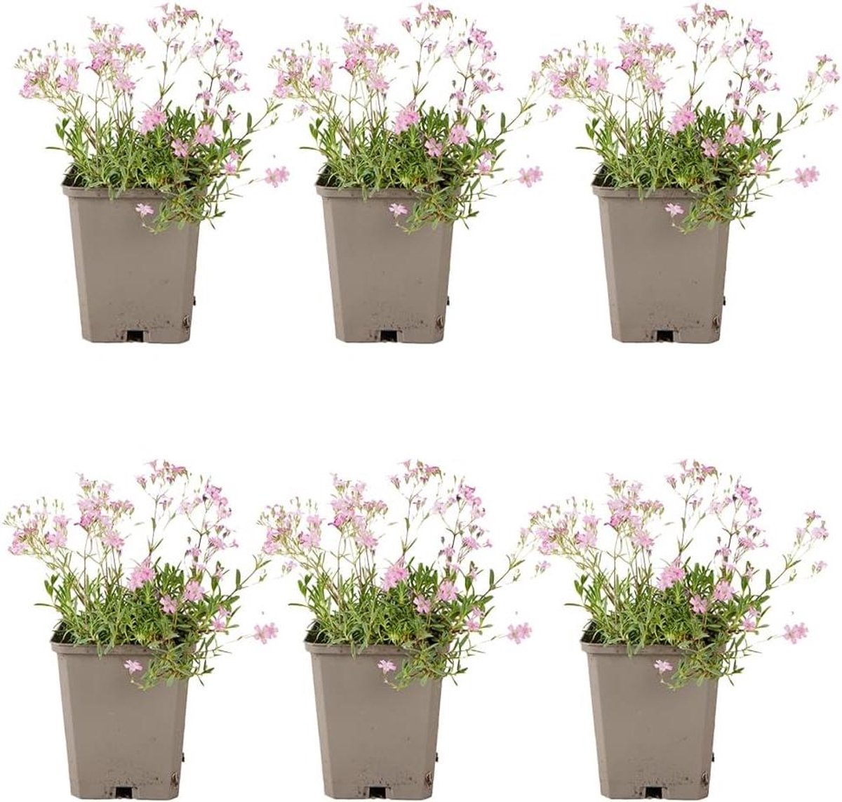 Roze Gipsenkruid - Vaste plant - Tuin decoreren - Overvloedige bloei - 6 stuks - Roze