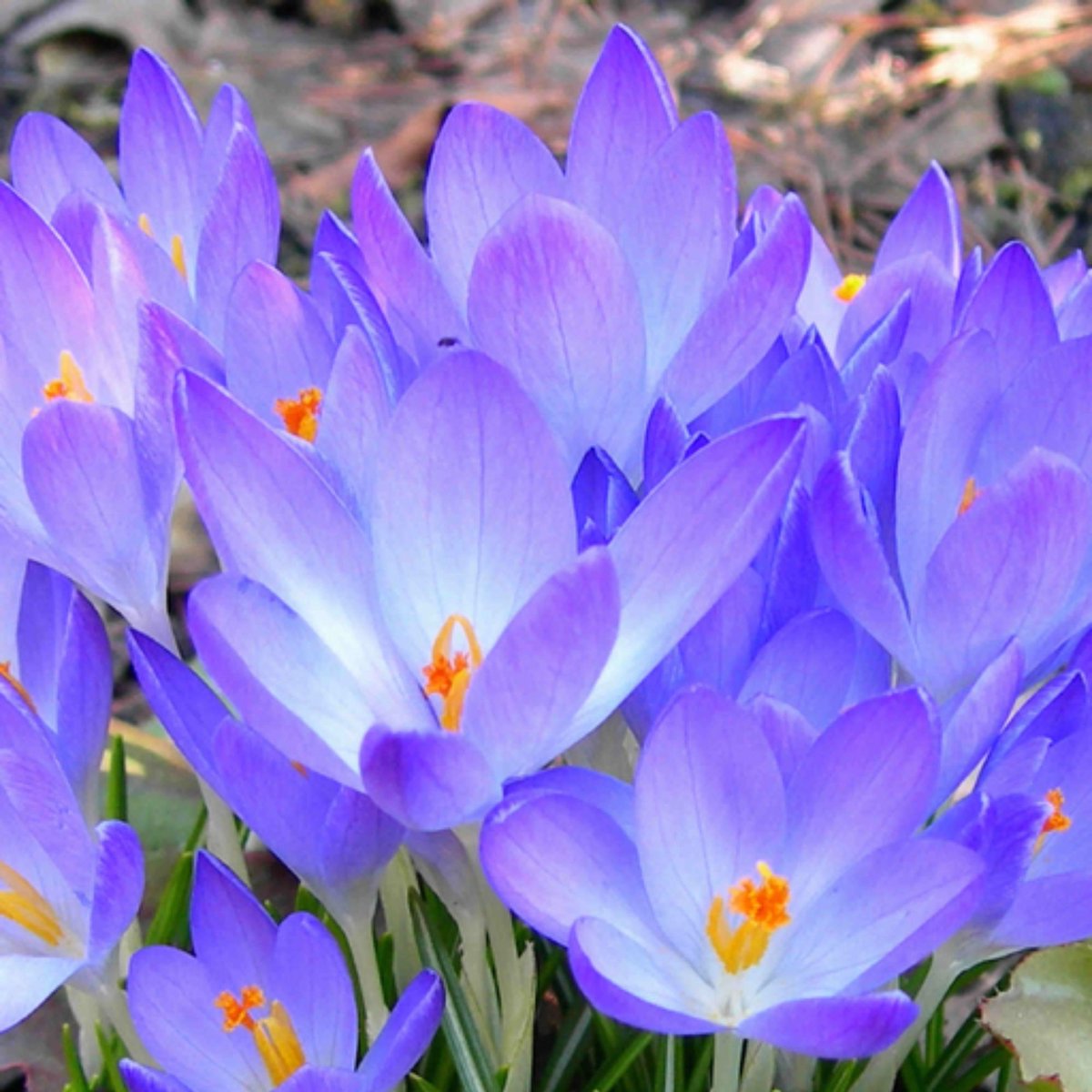 Boerenkrokus (Crocus Tommasinianus) - Krokus Ruby Giant - (Grootverpakking) - Bijen-Vlinders - Voorjaarsbollen - bloeit in Februari / Maart