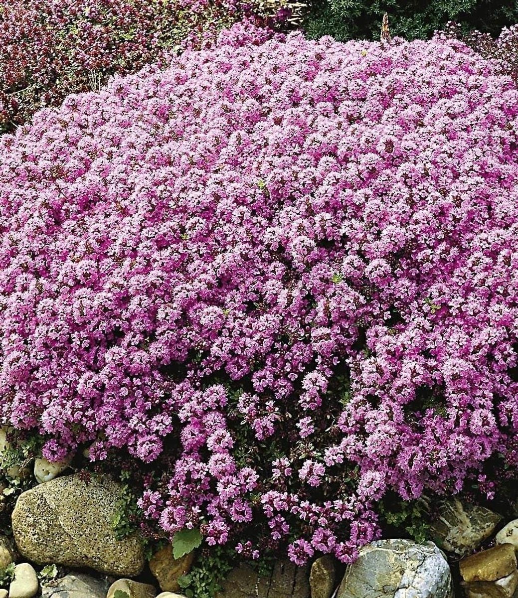 Kruiptijm Planten - Bodembedekker Tijm - Tuin Opfleuren - Kruipende Groei - 30 Stuks - Groen