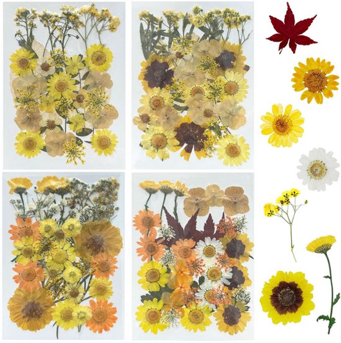 Aladdien - Gedroogde bloemen - Natuurlijke geperste bloemen -Perfect voor