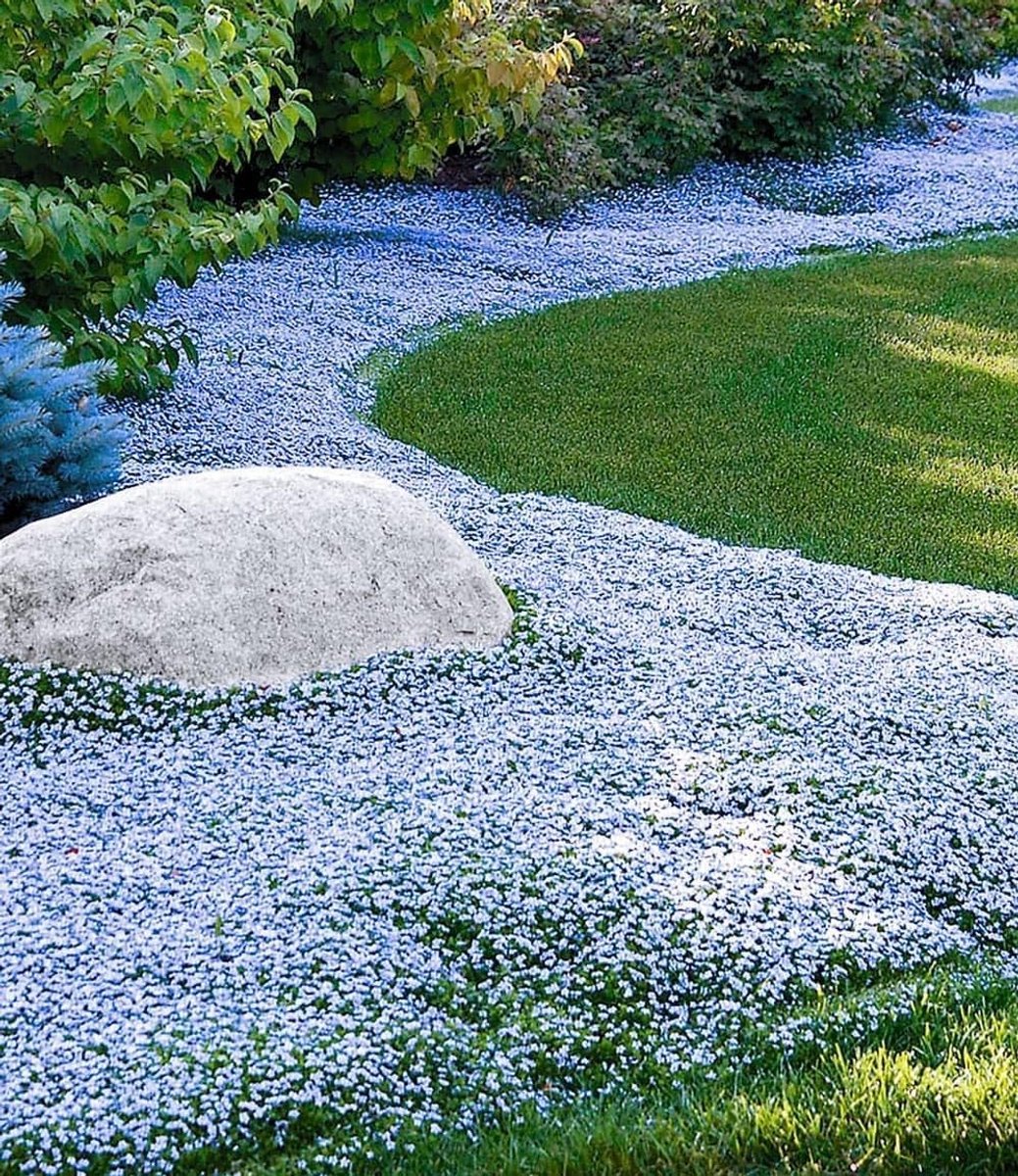 Isotoma Blue Foot planten - Bodembedekker struik - Tuin opfleuren - Winterhard & meerjarig - 15 stuks - Blauw