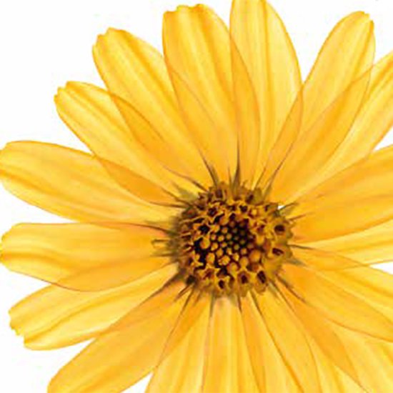 Grote gele bloem met veel bladeren, op een witte achtergrond.