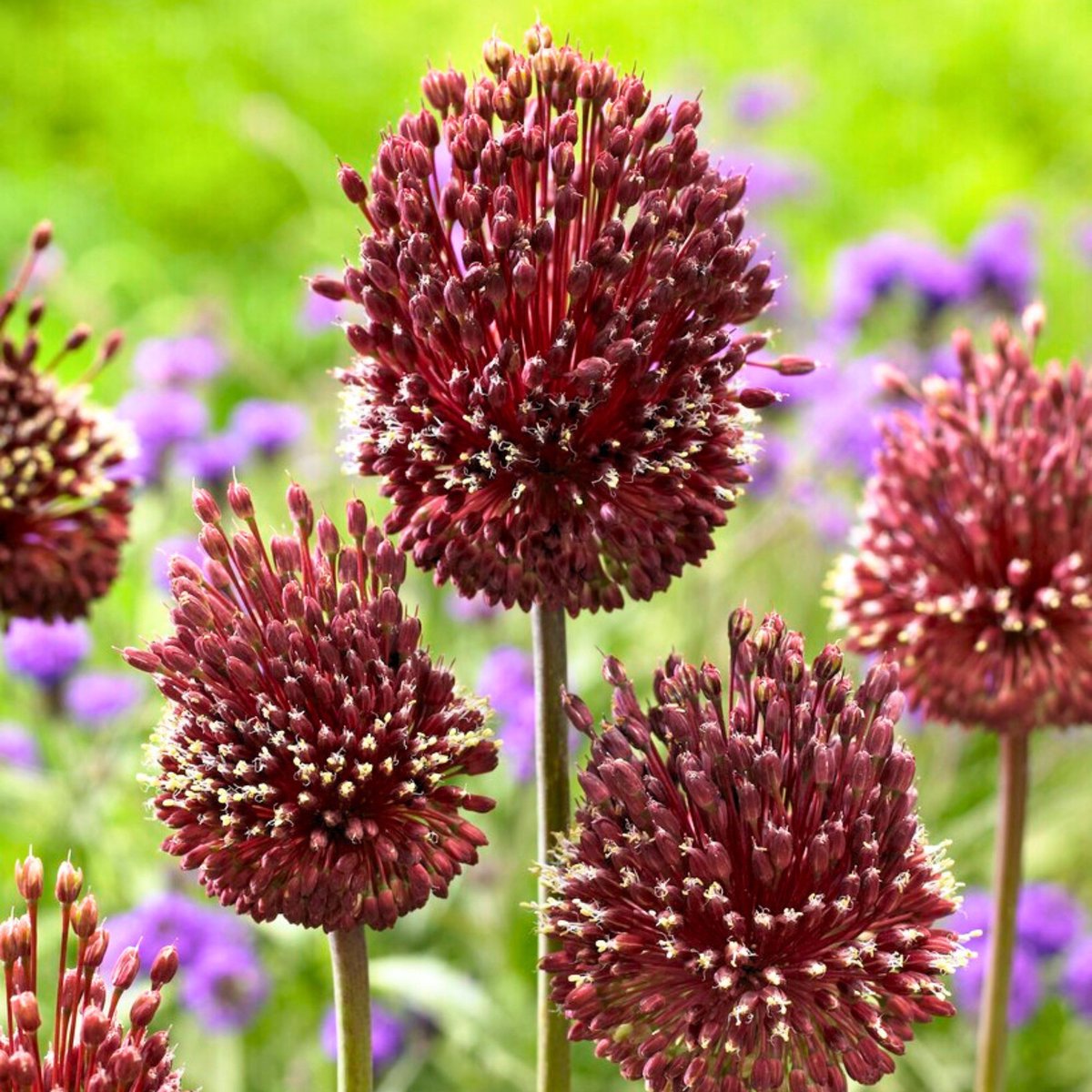 Amethistsierui (Allium amethystinum) - Allium Red Mohican - Sierui - Snijbloemen - Zomerbollen - Voorjaarsbollen - bloeit in Juli