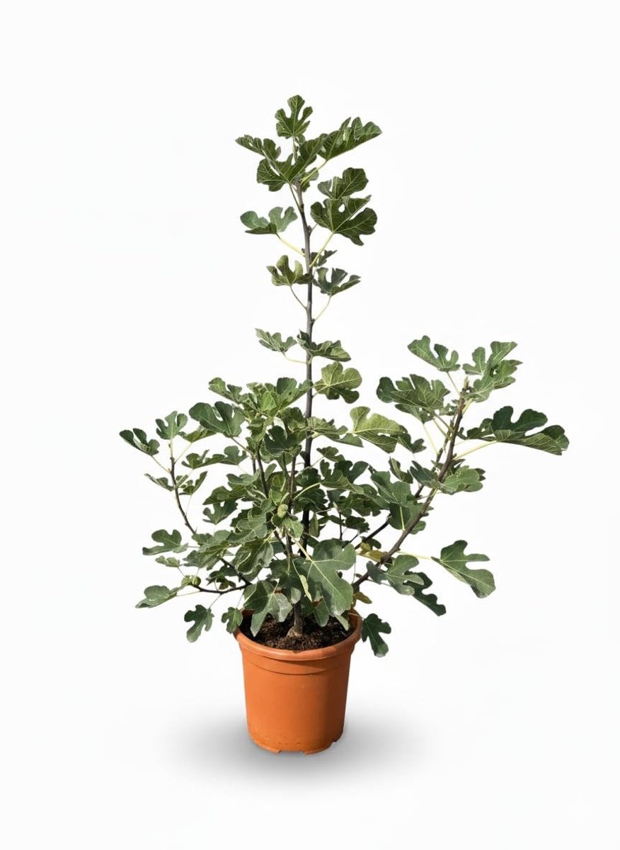 Dailygoods - Ficus Carica (Higuera) - Struikvormige Vijgenboom 18L