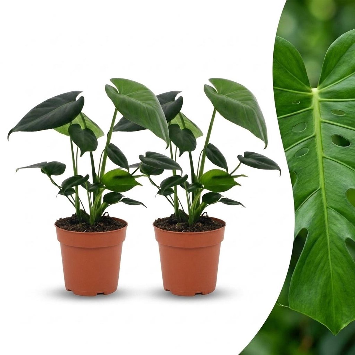 Green boutiQ - Monstera Deliciosa - Gatenplant - 2 Planten - Pot 12cm - Hoogte - 30cm