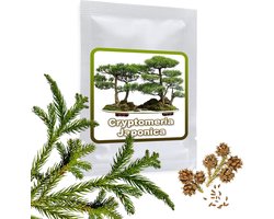 Magic of Nature: Japanese Cedar Seeds (25 Pcs) - Cryptomeria japonica - Ideal for bonsai - suitable for home and garden - ShopVlot