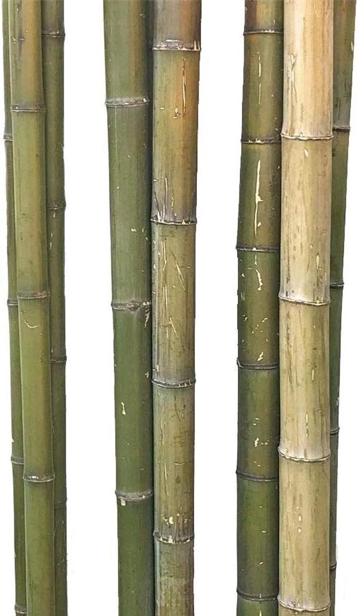 Bamboebuis Moso - Natuurlijke bamboestang - Tuin decoratie - Onbehandeld XL formaat - 180 cm 9-11 cm - Natuurgroen