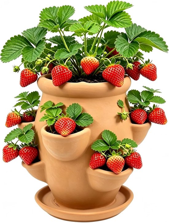 Terracotta aardbeienpot met verse aardbeien en groene bladeren, op een witte achtergrond.