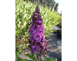 Bloeiende Struik - Tuinplant Pot - Decoratie Buiten - Winterharde Plant - 40-60 cm - Paars Bordeauxrood