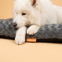 Close-up van een witte hond die op een grijs kussen rust.