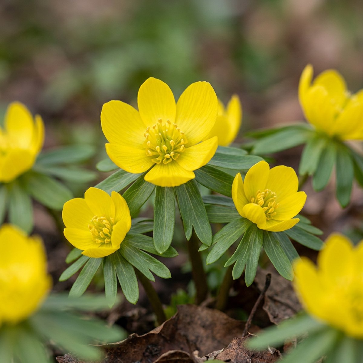 Green boutiQ - 100x Eranthis Cilicica - Cilicisch winterakoniet - Geel - Voorjaarsbloeier - Bolmaat 4/5