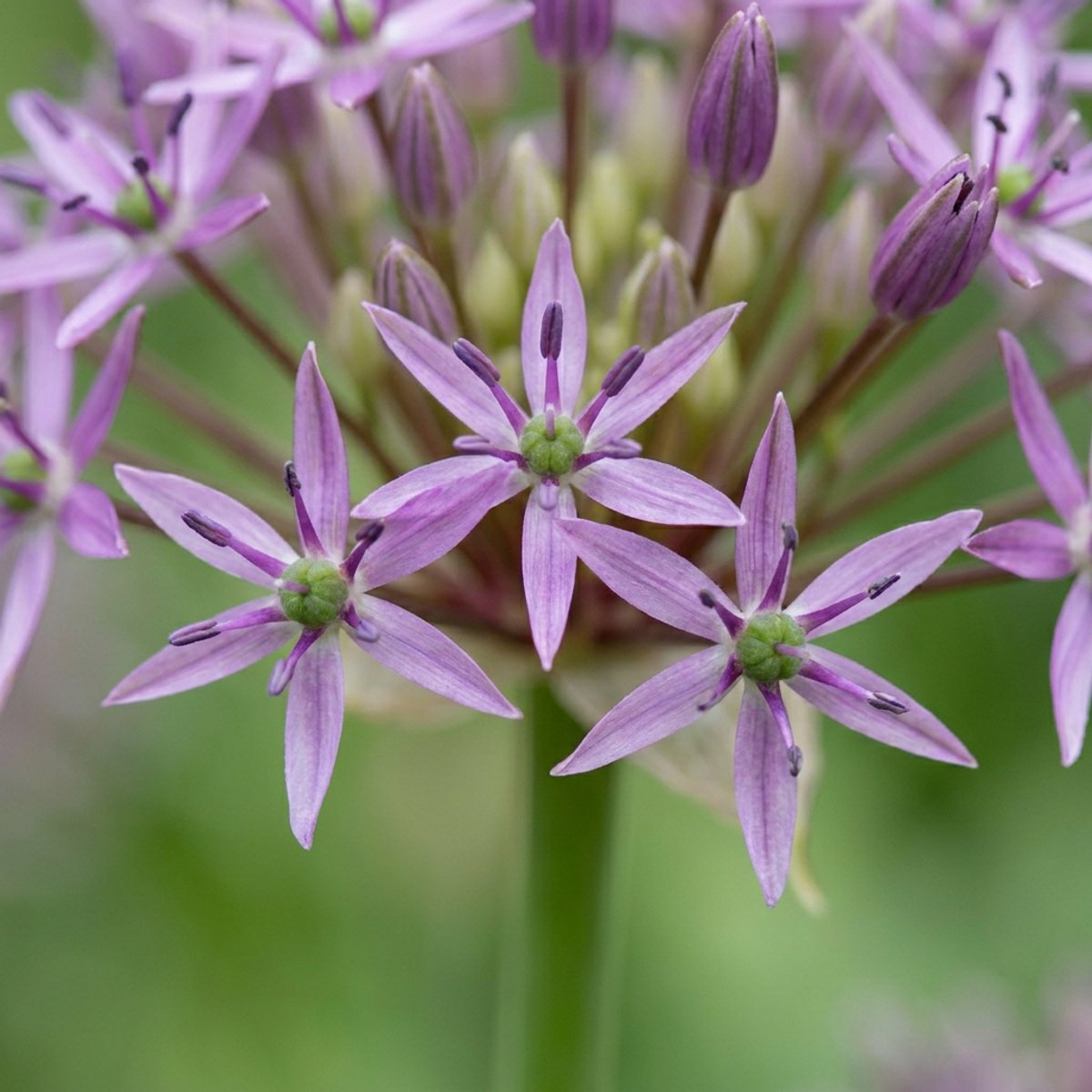 Green boutiQ - 30x Allium Christophii - Sterrenlook - Paars - Zomerbloeier - Bolmaat 10/12