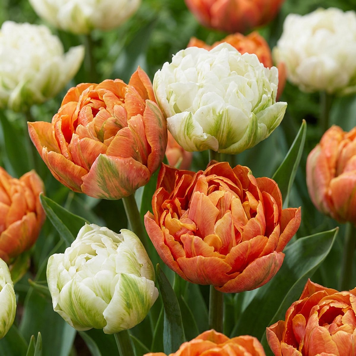 Green boutiQ - 48x Tulipa Candle Light - Tulp Candle Light - Diversen - Voorjaarsbloeier - Bolmaat 11/12