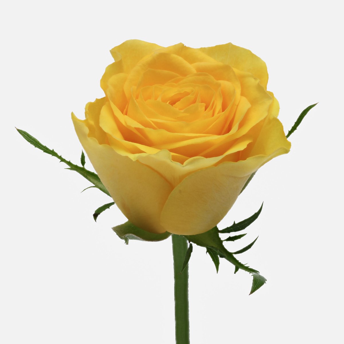 10x Rosa solero 70cm