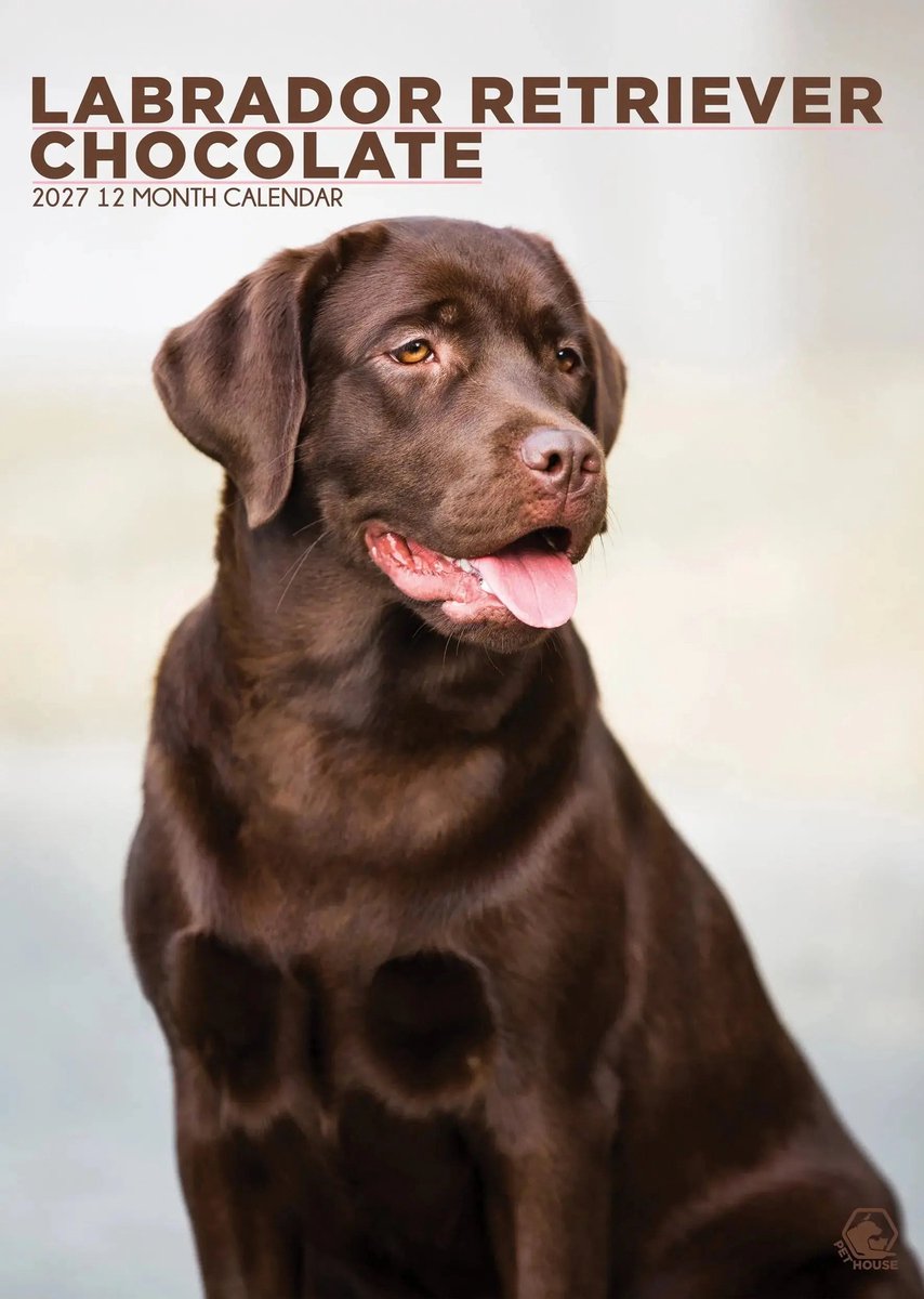 Labrador Retriever Bruin A3 Kalender 2027