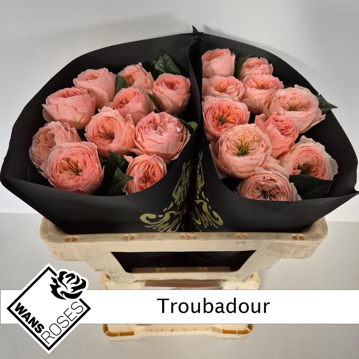 10x Rosa troubadour 50cm