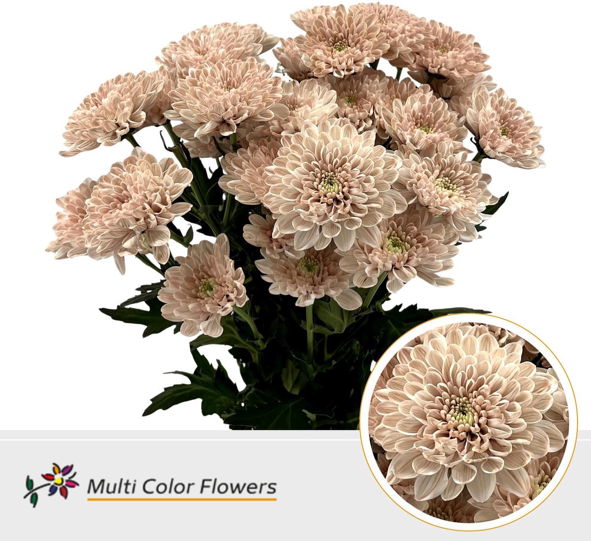 10x Chrysant overig 60cm