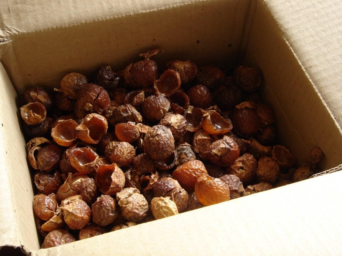 5kg met Waszakje - Los in Doos - Bulk - Zeepnoten, Sapindus Mukorossi - Natuurlijk Wassen