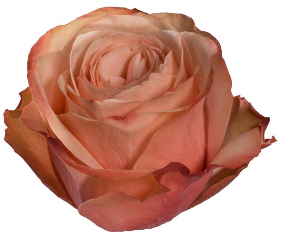 25x Rosa kahala-bb 60cm